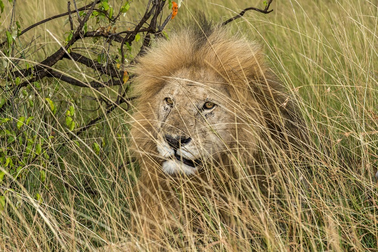 Africa Wildlife Safari - Maasai Mara, Kenya